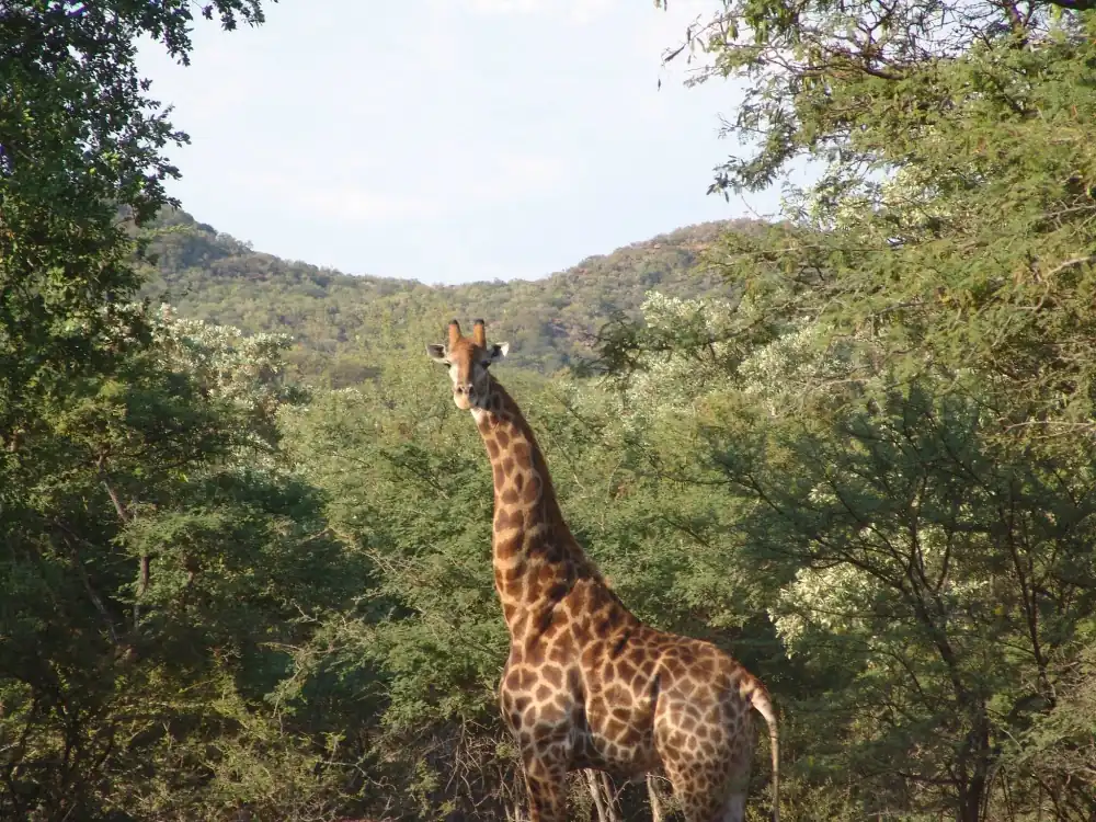 Giraffe on an Impala Holdings game farm